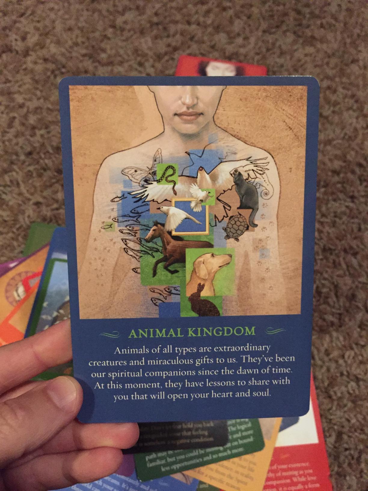 Spirit Messages Daily Guidance Oracle Cards Bulk Wholesale Crystals USA