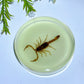 8.5cm Luminous Round Slab with Insect Crystal Healing Bulk Wholesale
