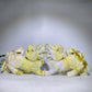 22.5cm Serpentine Kylin Carving Pair Crystal Healing Bulk Wholesale