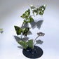21cm Natrual Butterfly Sphere Holder Crystal Healing Bulk Wholesale