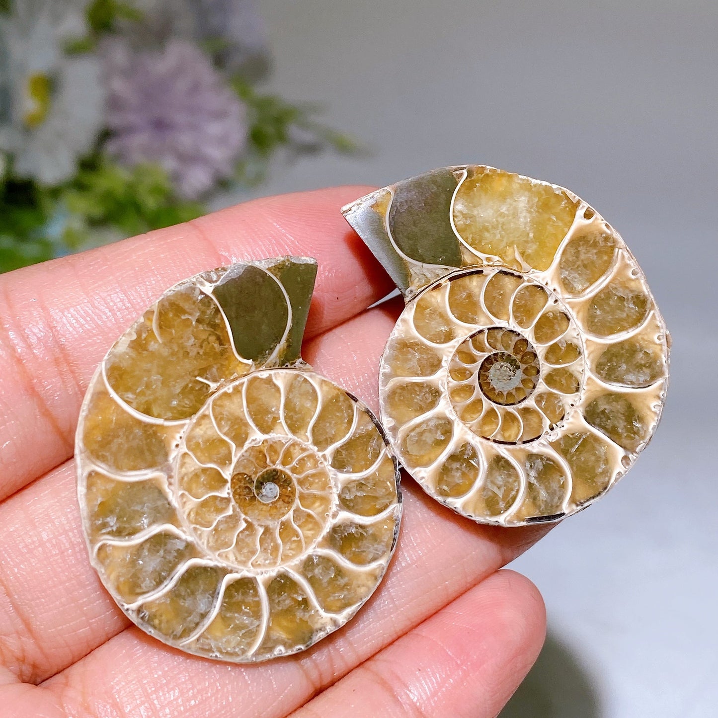 1.4"-2.0" Ammonite Specimen Crystal Healing Bulk Wholesale