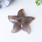 3.0"-3.5" Druzy Agate Starfish Crystal Carvings Wholesale Crystals USA