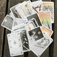 The Wild Unkown Tarot Bulk Wholesale  Crystals USA
